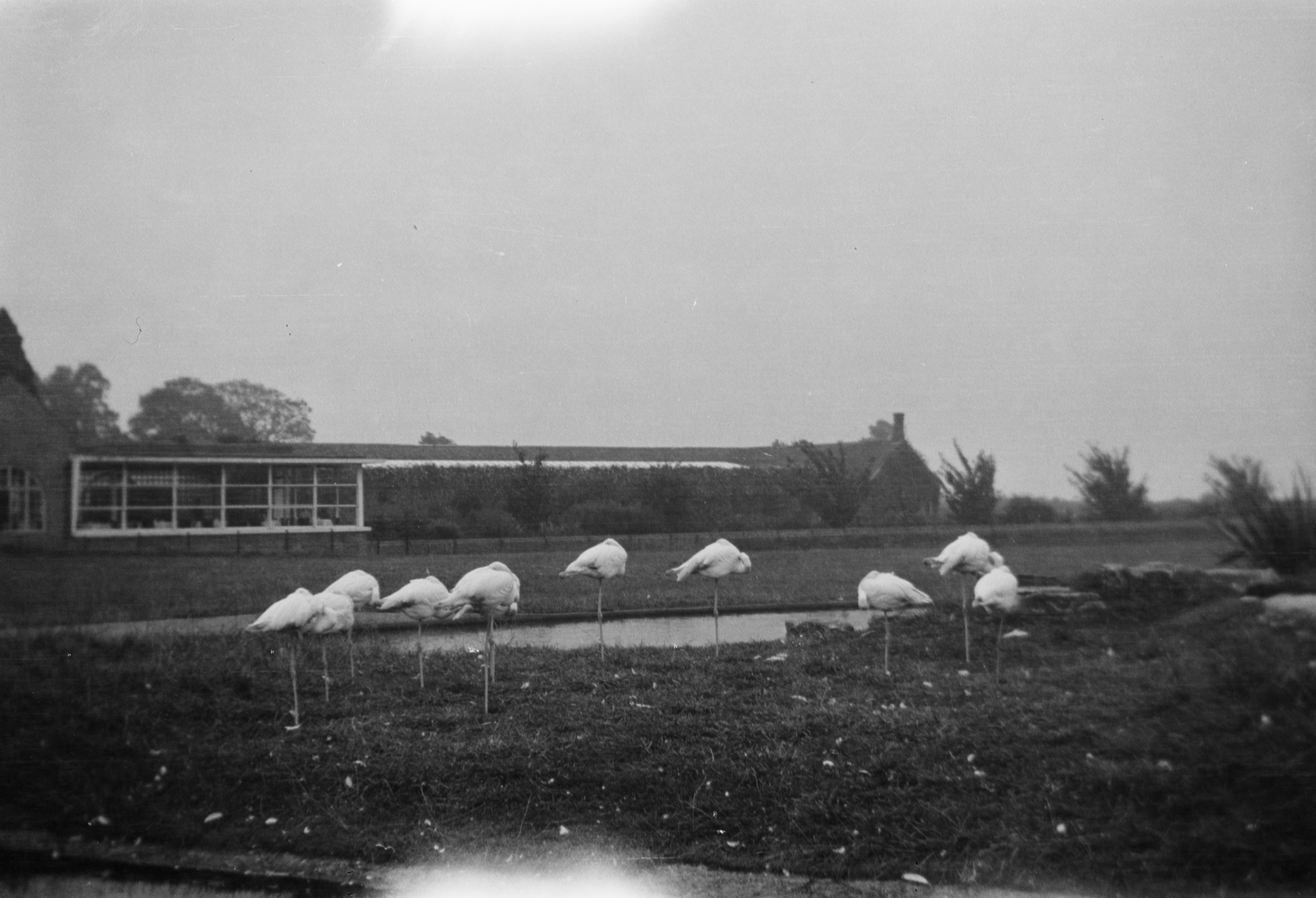 birds standing on grass near body of water